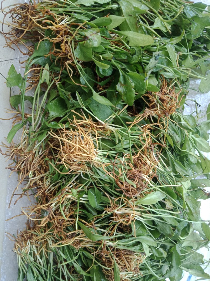 云南红河金平县一支箭 160.00元/斤独叶一枝箭