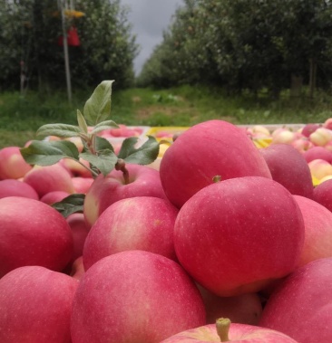 甘肃平凉灵台早熟富士苹果,晚熟富士苹果,嘎拉果,蜜脆苹果