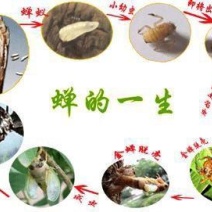 【基地直供】河南金蝉种苗金蝉卵，金蝉，知了猴，金蝉卵枝知