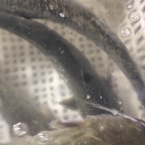 鲶鱼，食性动植物耳料养殖