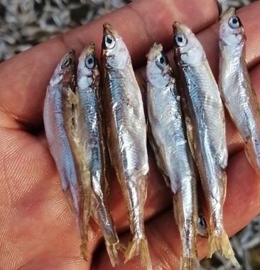 精品油炸春生鱼好吃不贵