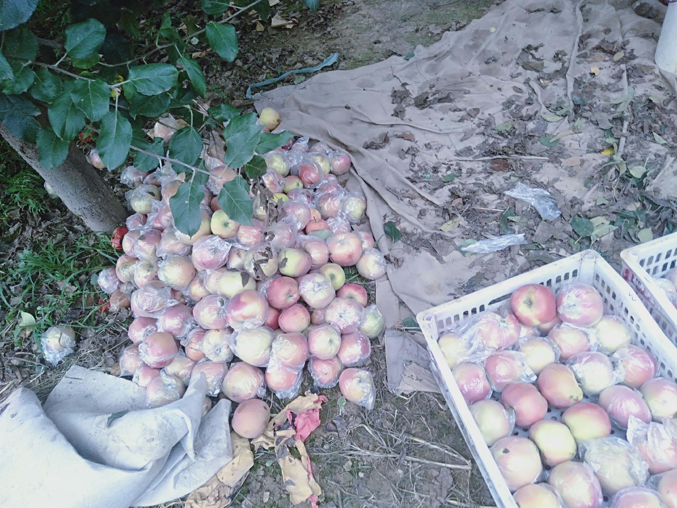 榆次红星苹果采摘现场