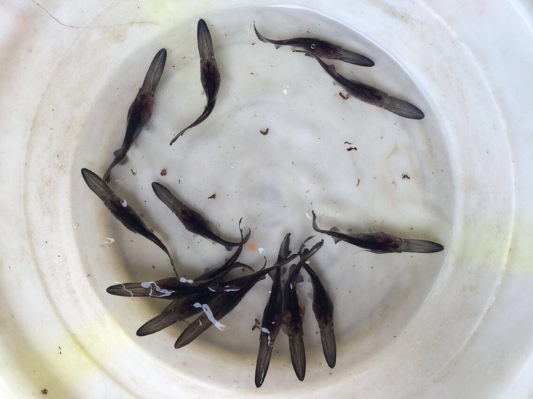 鲤鱼苗,鲫鱼苗,草鱼苗,青鱼苗,丁桂苗,桂鱼苗,花鲢鳙苗,胭脂鱼苗,岩原