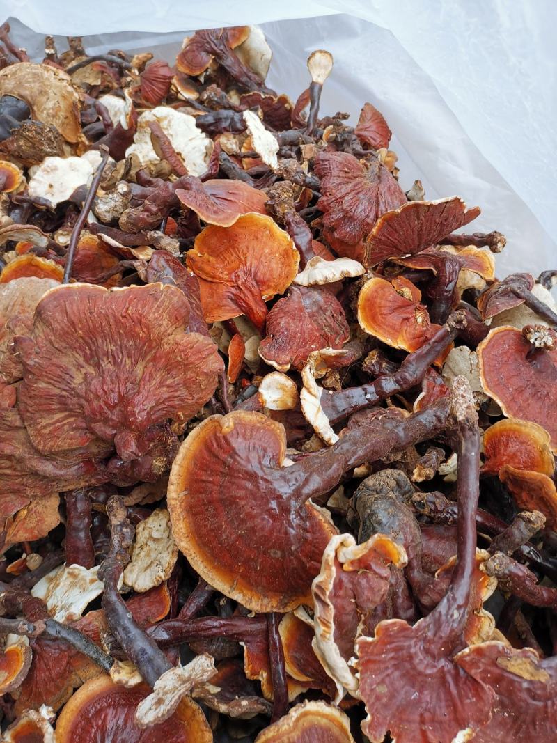 青海灵芝采购网站首页_青海灵芝采购网站首页查询 青海灵芝采购网站首页_青海灵芝采购网站首页查询