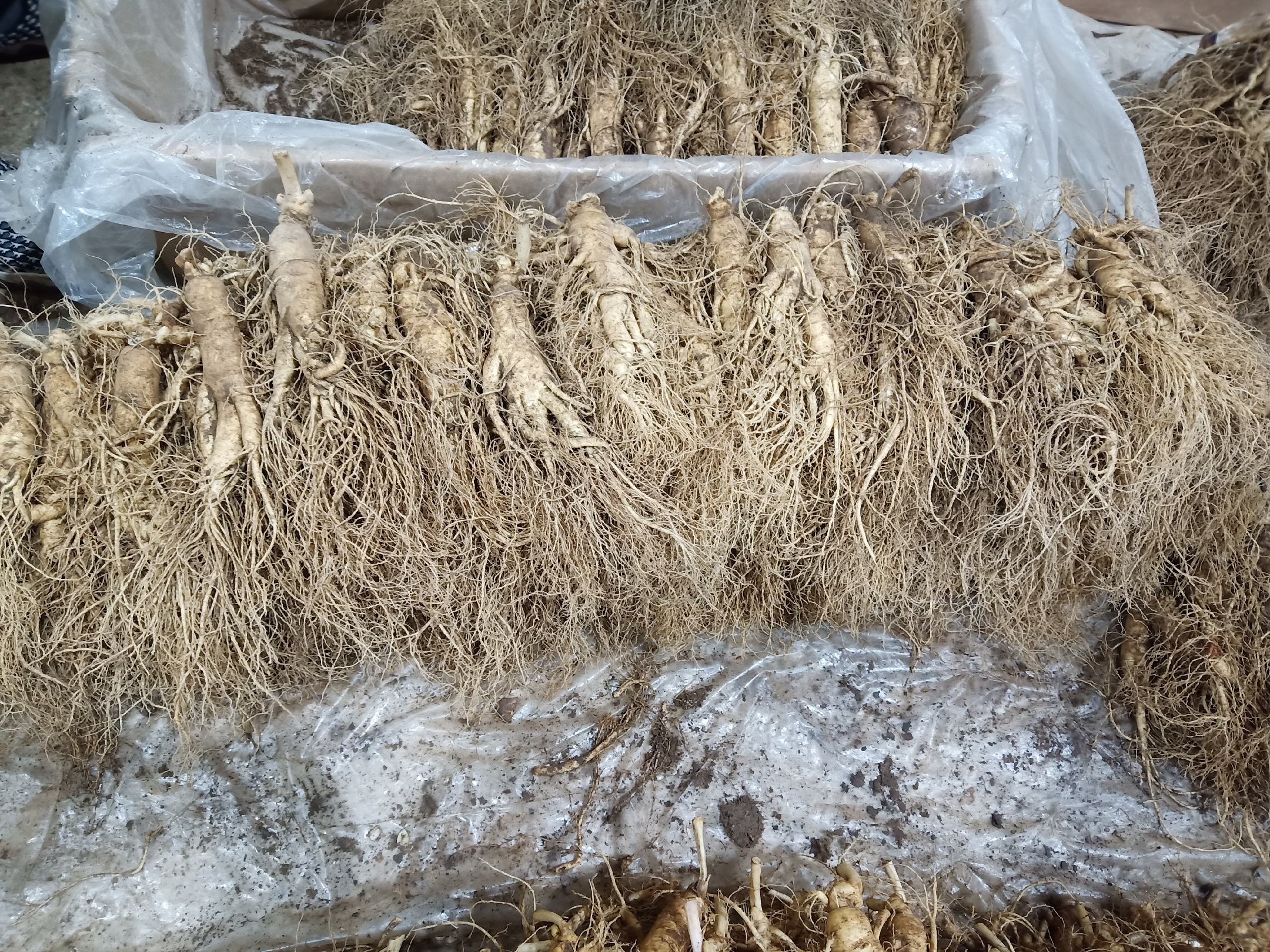 鲜人参冷藏保存示意图