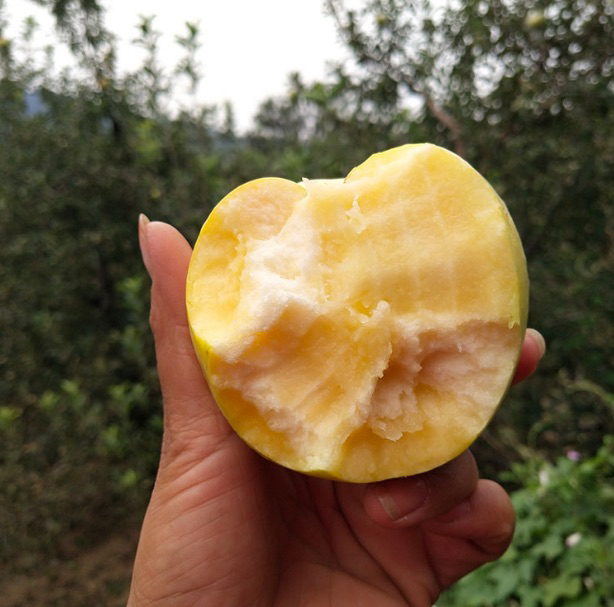 黄元帅苹果苗定植操作示意图,展示挖坑、施肥、栽苗、浇水等步骤 黄元帅苹果苗定植操作示意图