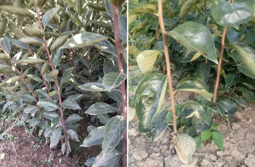 柿子小叶病症状图