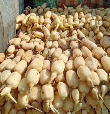 [鄂莲6号批发]精品湖北莲藕 ,产地直供 真实报价 诚信经营欢迎预定