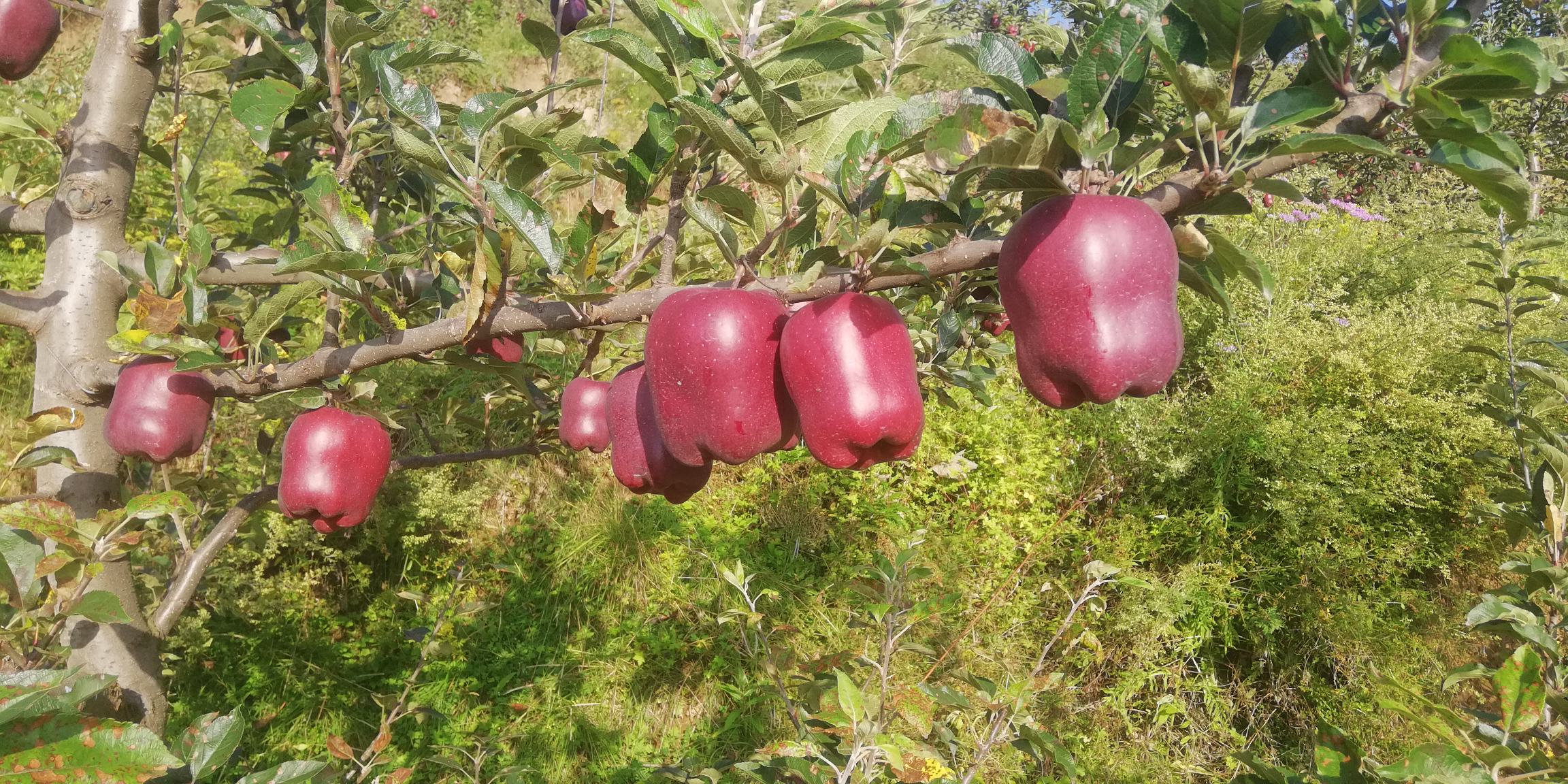 花牛苹果夏季修剪现场图