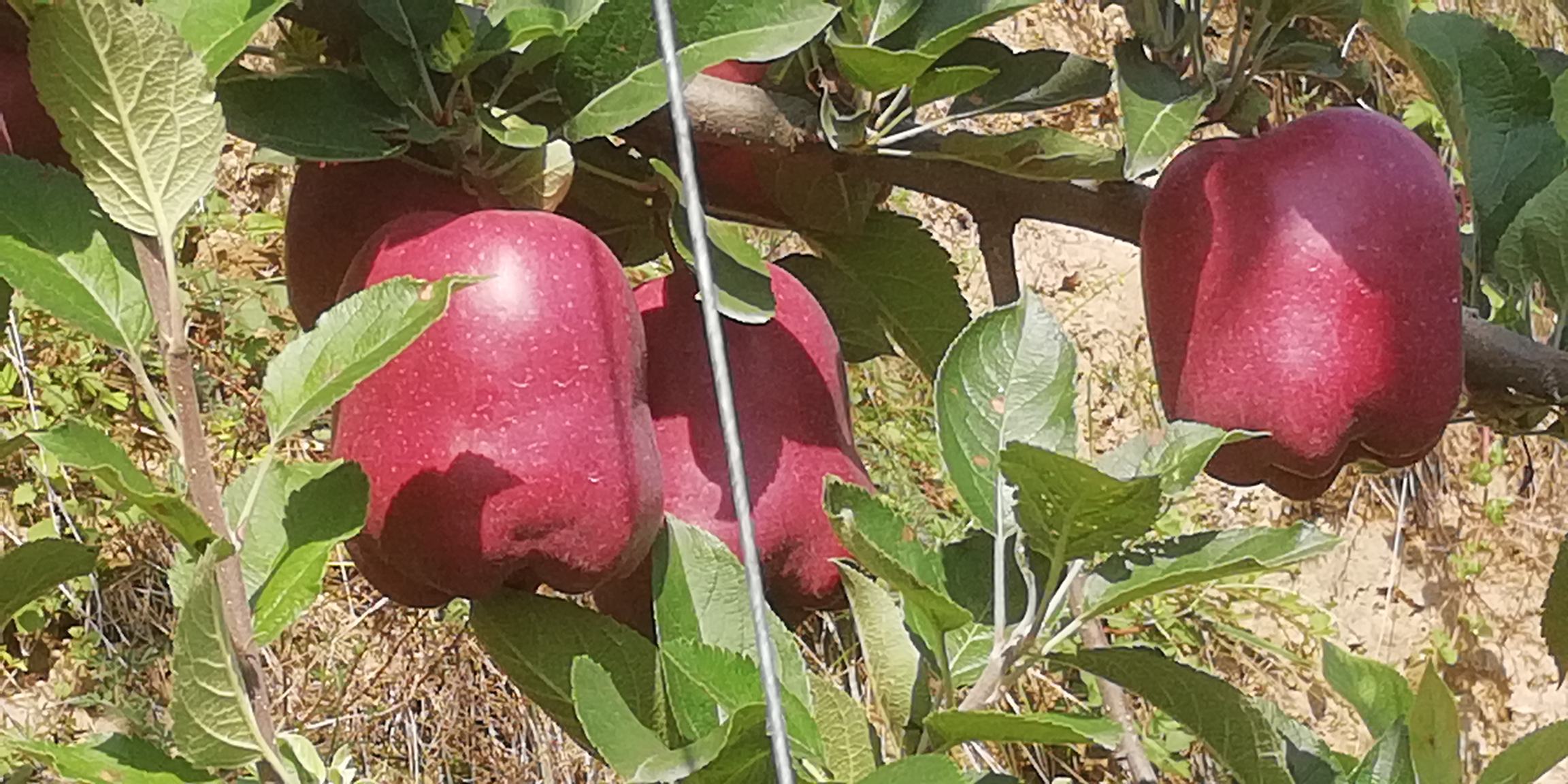 花牛苹果树开花结果实景图