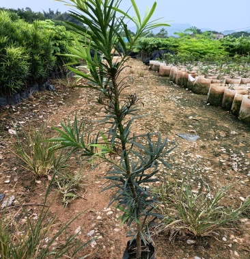 罗汉松种植小袋种植苗木场