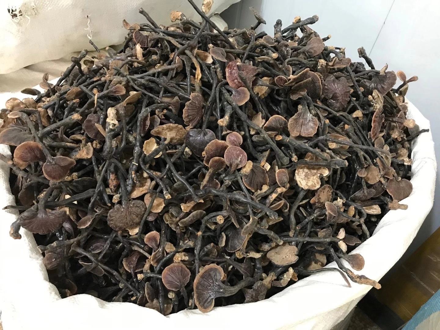 实验室研究人员正在检测竹灵芝提取物成分