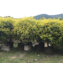 精品黄金香柳价格批发黄千层福建漳州批发行道树黄金柳