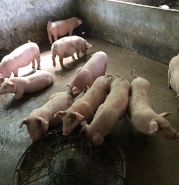 漂亮的土白,土炮,花斑小母猪苗