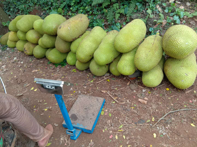 菠萝蜜果实堆放在市场摊位上的场景