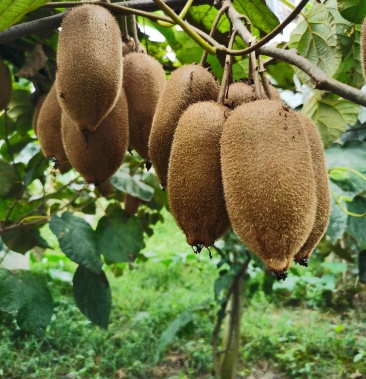 湘西绿心猕猴桃米良1号