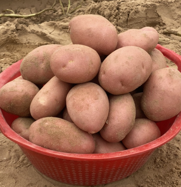 红皮黄心土豆雪川红川引青薯九号基地直供沙土种植新鲜现挖