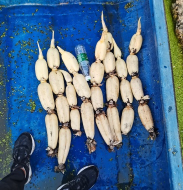 [白莲藕批发]大飘花 皮肤白 条形好价格2.20元/斤 - 一亩田