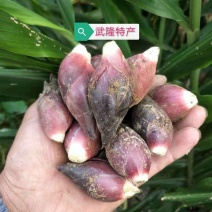 阳荷种根2020年新鲜阳荷种根洋河姜种根