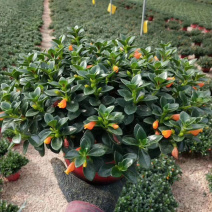 【精品】金鱼花各种规格常年供应量大可优质量保证