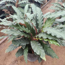 精品紫背波浪竹芋盆栽，一手货源质量保证