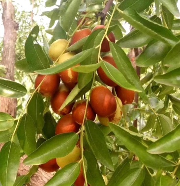 手摘乐陵富硒金丝小枣