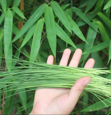 竹叶心干箬竹叶心泡水养生饮品