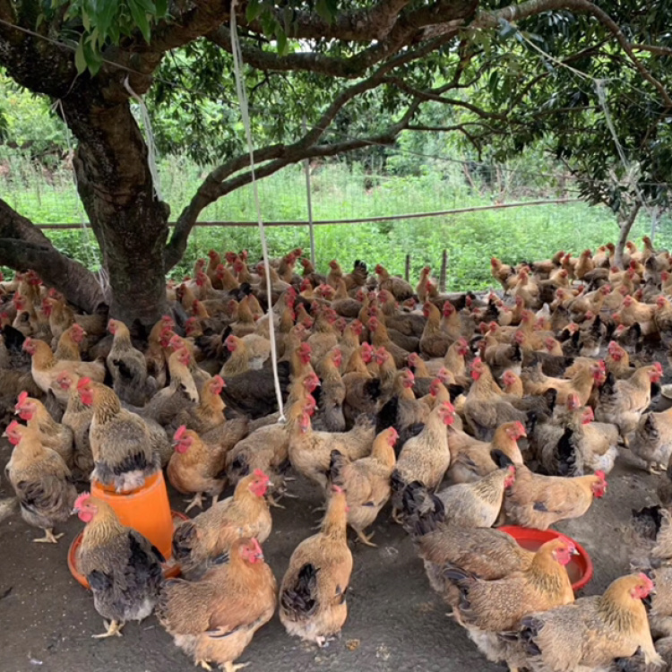 80/斤2000斤起广东汕尾陆丰市381人看过规格5.237.80元/斤5.57.