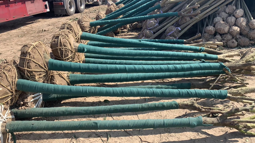 工人正在田间起挖大叶女贞苗木,根部带有完整土球,使用麻绳缠绕固定,旁边堆放着已打包好的苗木,地面铺设防滑垫,远处停有货运卡车 大叶女贞苗木现场起挖作业场景