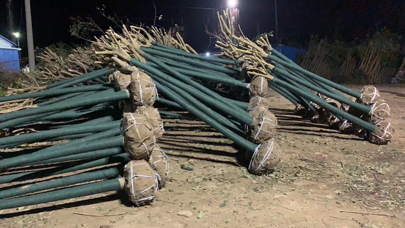 施工现场正在吊装移植大叶女贞20公分