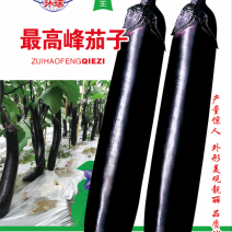 茄子种子中熟紫黑色光泽好蔬菜种子高产抗病耐运输耐储存包邮