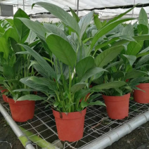 精品白掌一帆风顺各种规格质量保证一件起批