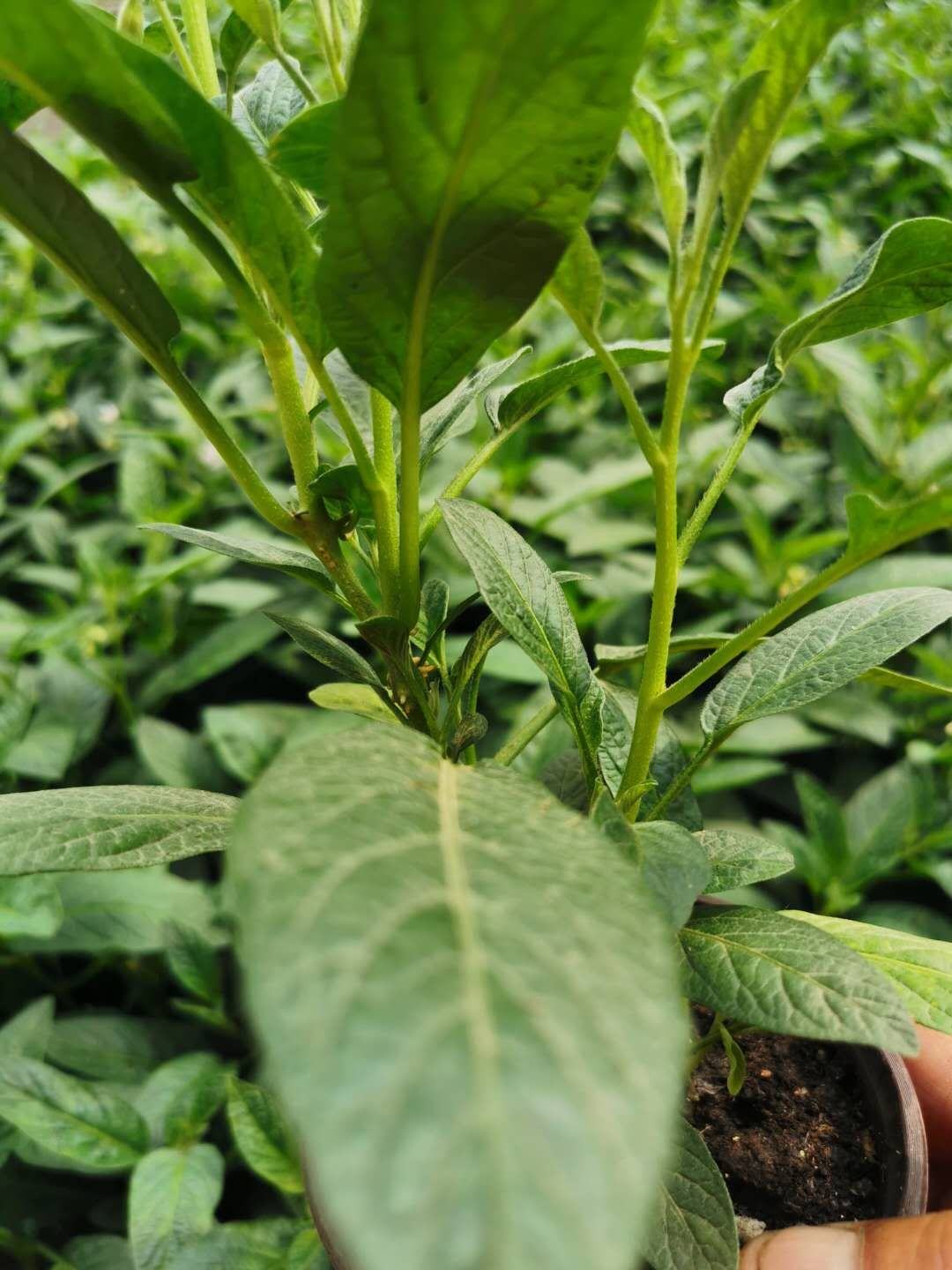 人叁果阳台栽培有苗子带果不带果