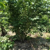 丛生腊梅冠50—300公分量大供应，单杆腊梅量大供应