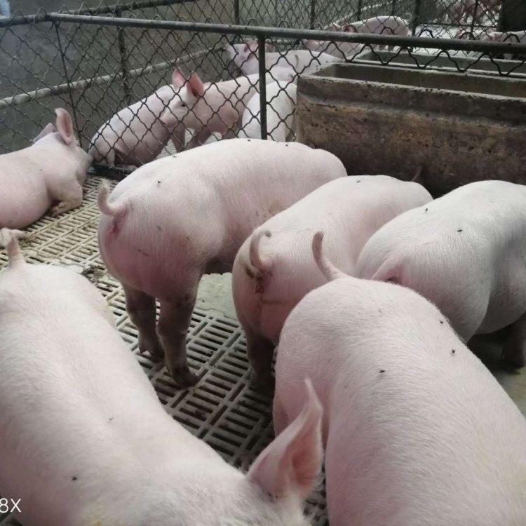 [母猪批发]加系原种母猪,需要的联系我价格8000.00元/头 - 一亩田