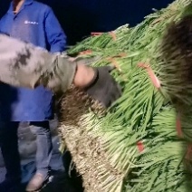 靖远韭菜大量上市有需要可以下单