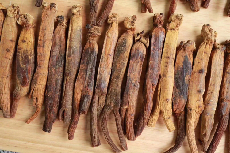 高丽参植株与采收场景