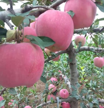 纸袋红星 红将军苹果 中秋佳节礼品果大量上市