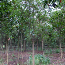 杜英树，基地直销，价格树形优美，枝叶茂盛。