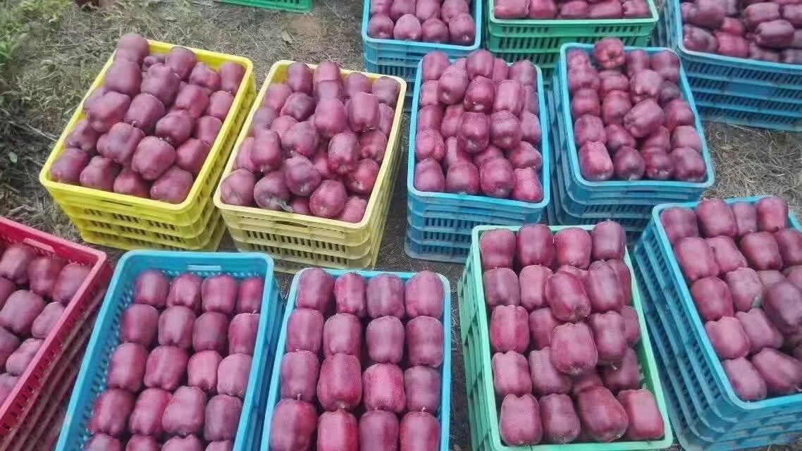 花牛苹果采摘现场