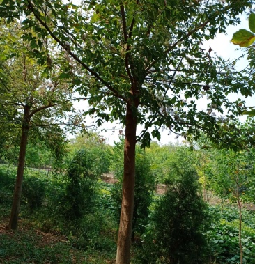 青竹复叶槭青竹复叶槭