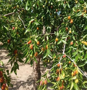 沧州市献县脆枣无核脆枣大个脆枣干枣产地直消