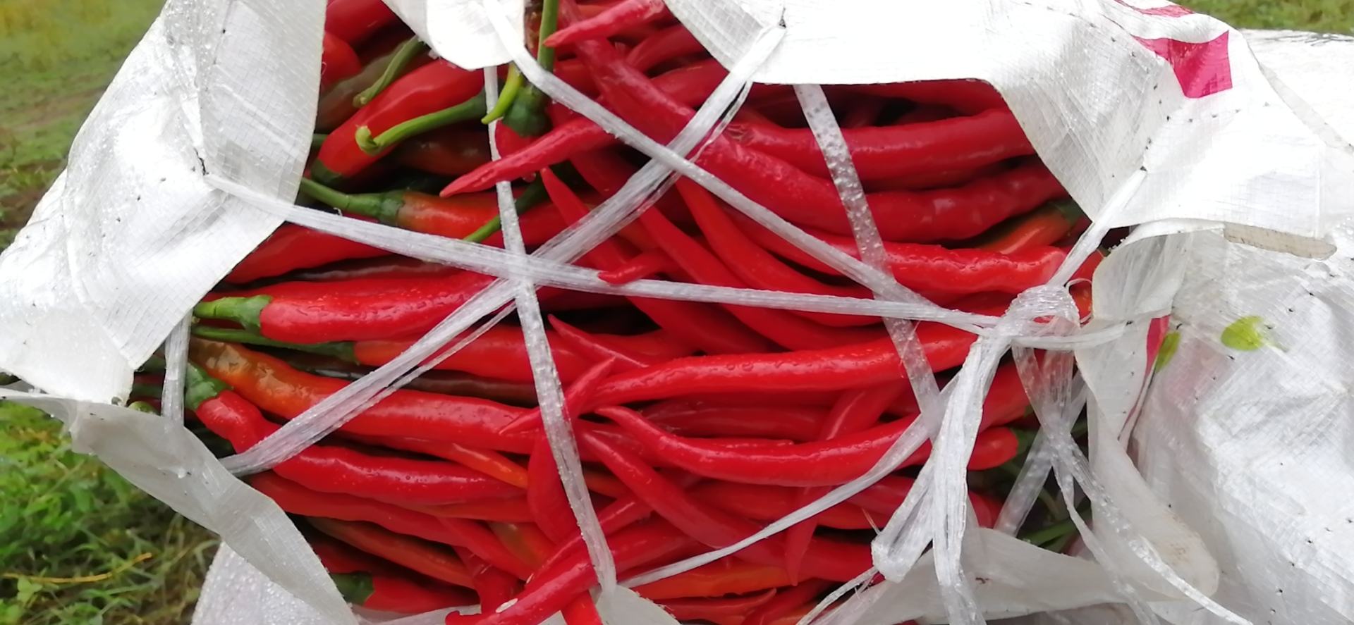 一堆晒得干透的深红色小米辣干椒被手工捆扎成小把,部分已装入透明密封袋中,准备封口,背景为木质操作台和麻绳、标签等包装工具,展现干辣椒成品收纳过程 晒好的干辣椒装袋封存