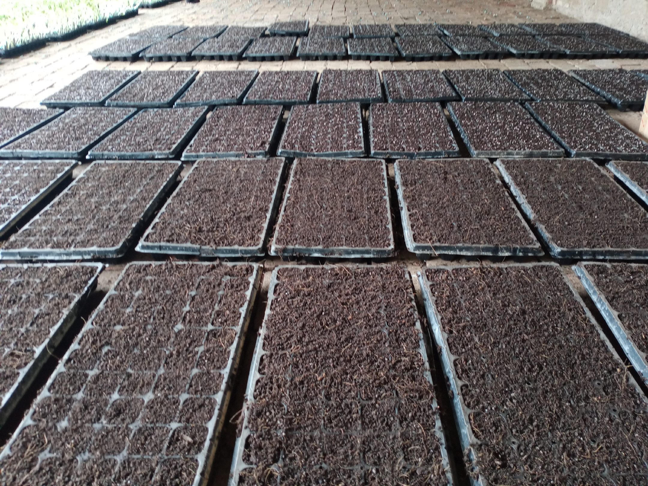 展示扁豆播种前的种子处理过程,包括晒种、药剂拌种、以及标准播种深度剖面图,土壤剖面显示种子位于3–4厘米深处,上方覆盖细土并轻微压实 扁豆种子处理与播种深度示意图