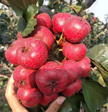 精品山里红大金星山楂