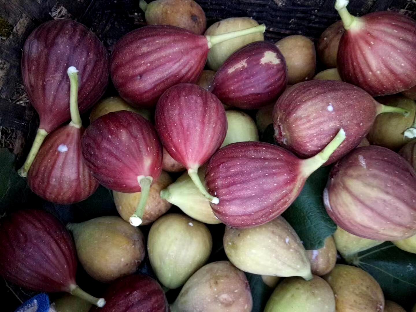 无籽青提采摘与包装场景