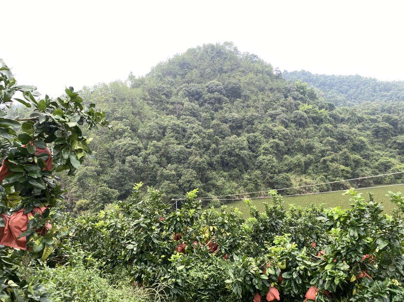 红心柚果园全景