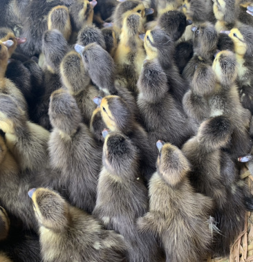 半番鸭鸭苗 小种出壳苗脱温苗 原厂批发 质量保证