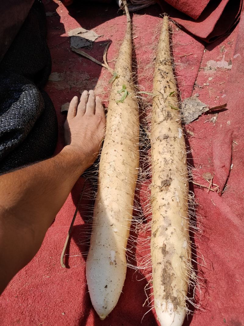 河南周口山药九斤黄山药九斤黄原种无激素无土栽培