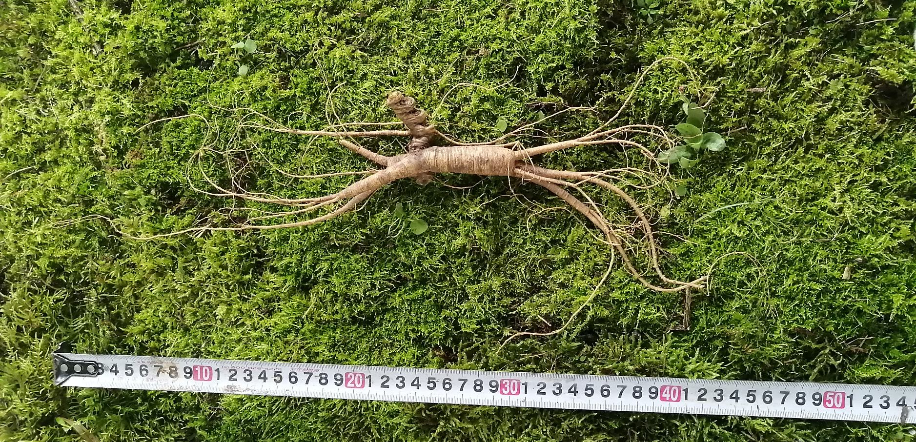 一张高清微距照片,展示一株完整野山参的顶部芦头部分,可见多个环形凹陷的芦碗层层叠加,呈螺旋状排列,背景为浅色木纹台面,光线柔和,突出细节纹理 人参芦头特写